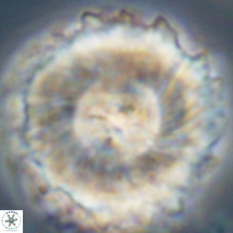 Heliolithus magnificus 57984