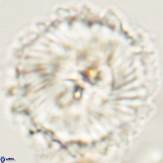 Heliolithus magnificus 57985