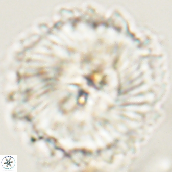Heliolithus magnificus 57985