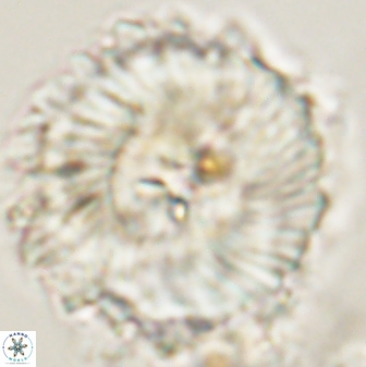 Heliolithus magnificus 57980