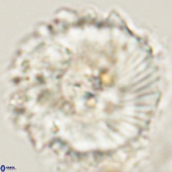 Heliolithus magnificus 57981