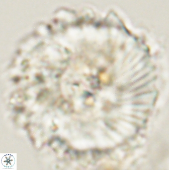 Heliolithus magnificus 57981
