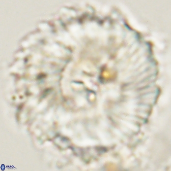 Heliolithus magnificus 57982
