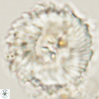 Heliolithus magnificus 57982