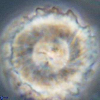 Heliolithus magnificus 57983