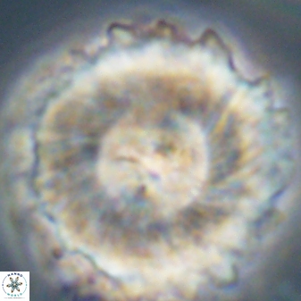 Heliolithus magnificus 57983