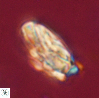 Heliolithus magnificus 65835