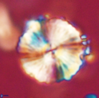 Heliolithus magnificus 57963