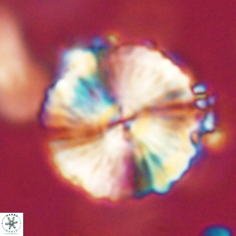 Heliolithus magnificus 57963