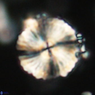 Heliolithus magnificus 65837