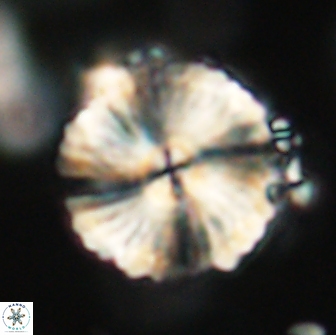 Heliolithus magnificus 65837