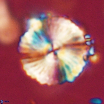 Heliolithus magnificus 65838