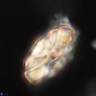 Heliolithus magnificus 65830