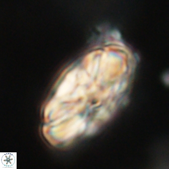 Heliolithus magnificus 65830