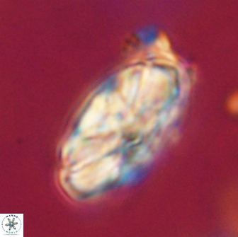 Heliolithus magnificus 65831