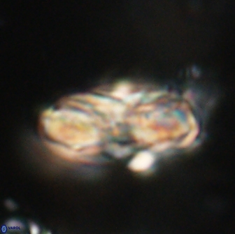 Heliolithus magnificus 65833