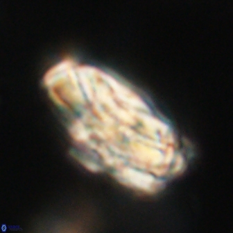 Heliolithus magnificus 65845