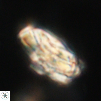 Heliolithus magnificus 65845