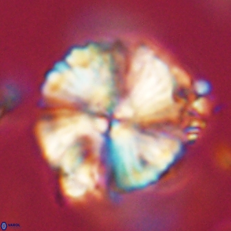 Heliolithus magnificus 65840