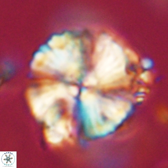 Heliolithus magnificus 65840