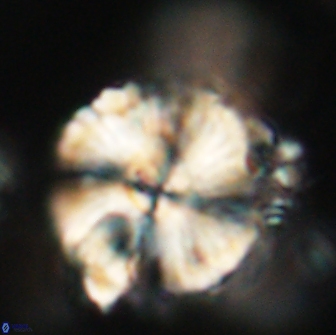 Heliolithus magnificus 65841