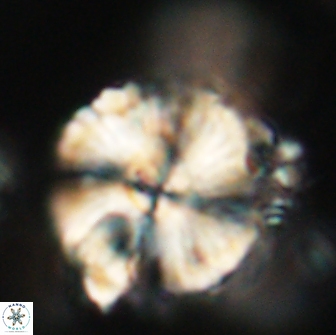 Heliolithus magnificus 65841