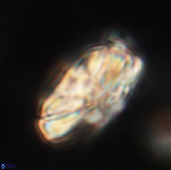 Heliolithus magnificus 65842
