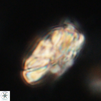Heliolithus magnificus 65842