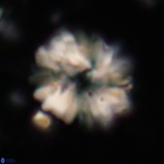 Heliolithus margarita 20899