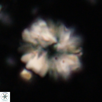 Heliolithus margarita 20899