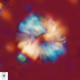 Heliolithus margarita 20900