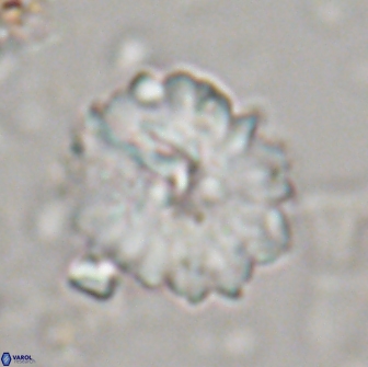 Heliolithus margarita 20901
