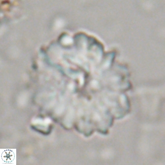 Heliolithus margarita 20901