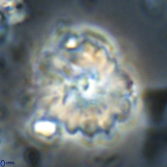 Heliolithus margarita 20902
