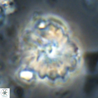 Heliolithus margarita 20902