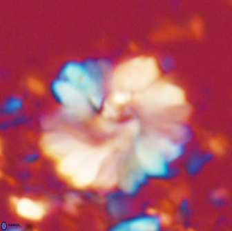 Heliolithus margarita 20971