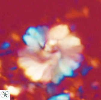 Heliolithus margarita 20971