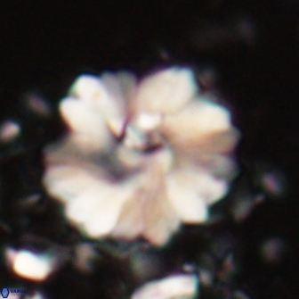 Heliolithus margarita 20972