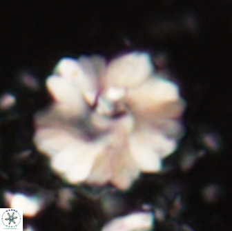 Heliolithus margarita 20972