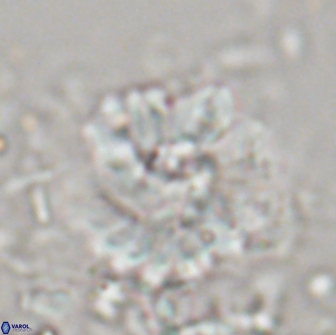 Heliolithus margarita 20973