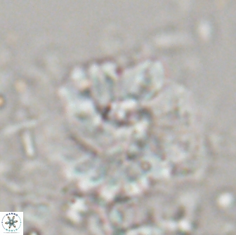 Heliolithus margarita 20973