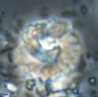 Heliolithus margarita 20974