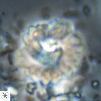Heliolithus margarita 20974