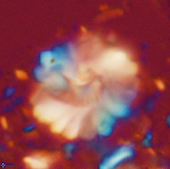Heliolithus margarita 20975