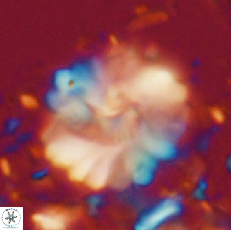 Heliolithus margarita 20975