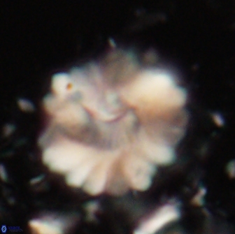 Heliolithus margarita 20976