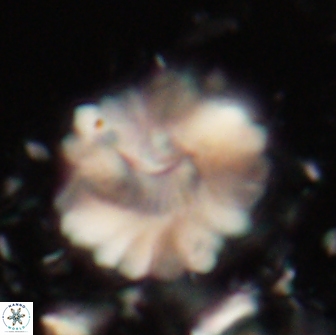 Heliolithus margarita 20976
