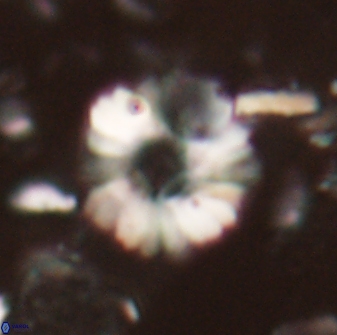Heliolithus margarita 21107