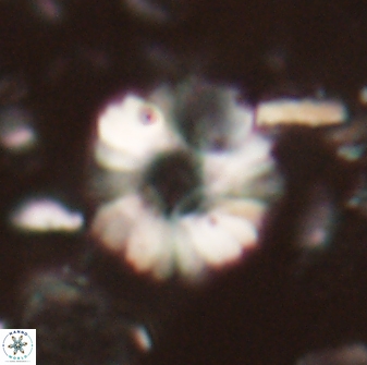 Heliolithus margarita 21107