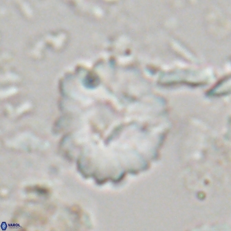 Heliolithus margarita 21108
